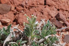 Oreocarya fulvocanescens