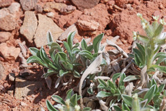 Oreocarya fulvocanescens