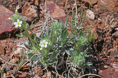 Oreocarya fulvocanescens