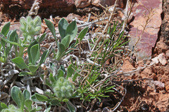 Oreocarya fulvocanescens