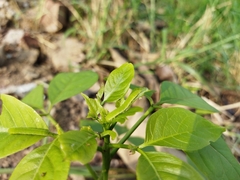 Appias libythea olferna