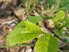 Appias libythea olferna