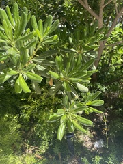 Pittosporum tobira