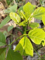 Appias libythea olferna