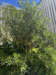 Pittosporum tobira
