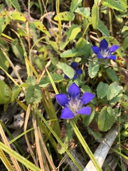 Gentiana setigera
