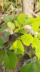 Appias libythea olferna