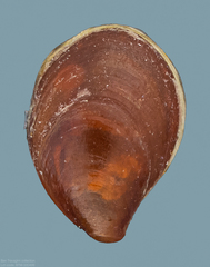 Philobrya rubra