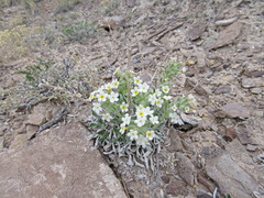 Oreocarya fulvocanescens