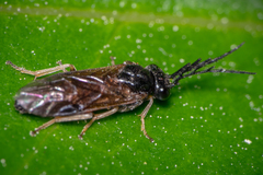 Cladius pectinicornis