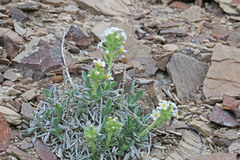 Oreocarya fulvocanescens