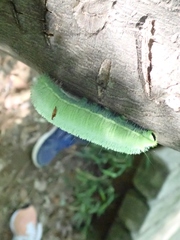 Saturnia jonasii jonasii
