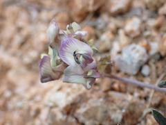 Astragalus arizonicus
