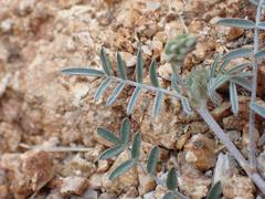 Astragalus arizonicus