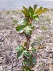 Ribes fasciculatum