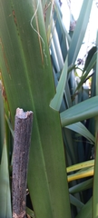 Ichneutica steropastis