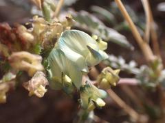 Astragalus arizonicus