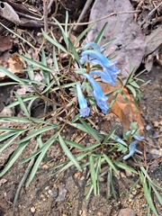 Corydalis turtschaninovii