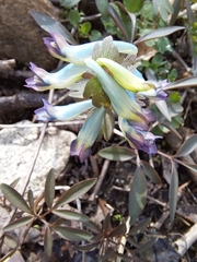 Corydalis turtschaninovii