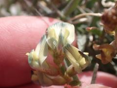 Astragalus arizonicus