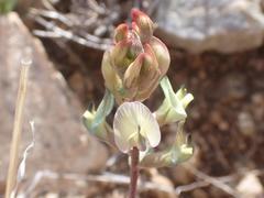 Astragalus arizonicus
