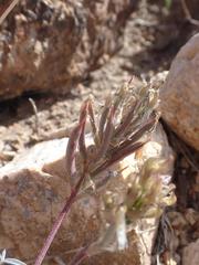 Astragalus arizonicus