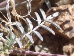 Astragalus arizonicus
