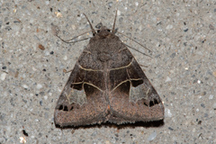 Drasteria edwardsii
