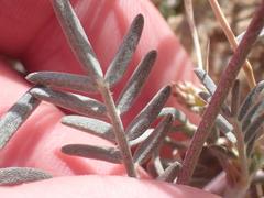 Astragalus arizonicus
