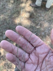 Aristida calycina