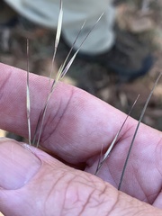 Aristida calycina