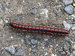 Antheromorpha uncinata