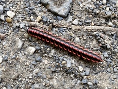 Antheromorpha uncinata