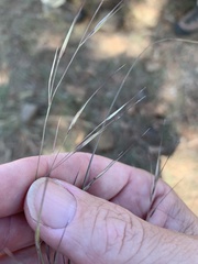 Aristida calycina