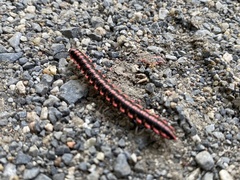 Antheromorpha uncinata