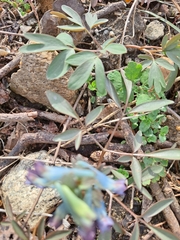 Corydalis turtschaninovii