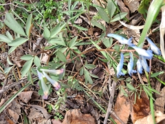 Corydalis turtschaninovii