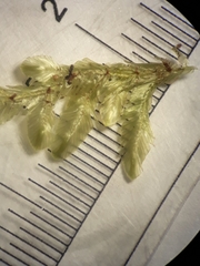 Orthorrhynchium elegans