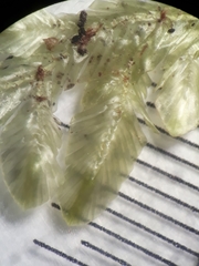 Orthorrhynchium elegans