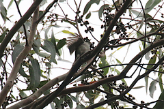 Melithreptus affinis