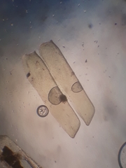 Orthorrhynchium elegans