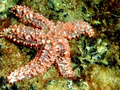 Uniophora
