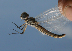 Selysiothemis nigra