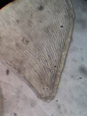 Orthorrhynchium elegans