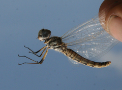 Selysiothemis nigra