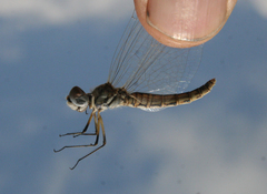 Selysiothemis nigra