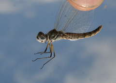 Selysiothemis nigra