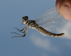 Selysiothemis nigra