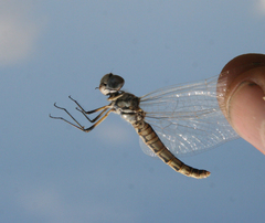 Selysiothemis nigra