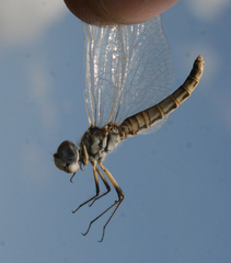 Selysiothemis nigra